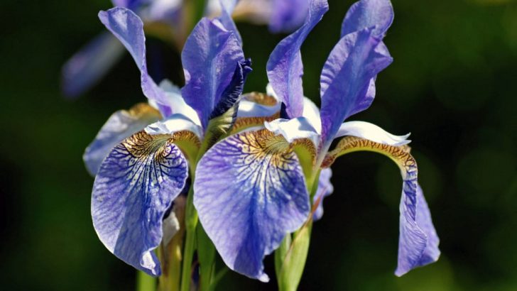 Deutsche Schwertlilie: Iris Germanica Als Spektakel Im Garten