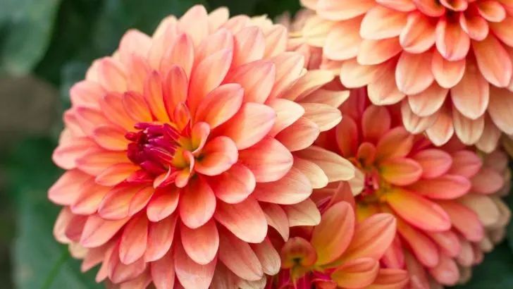 Dahlien Blütezeit: Die Beste Blütezeit Für Farbfrohen Dahlien!