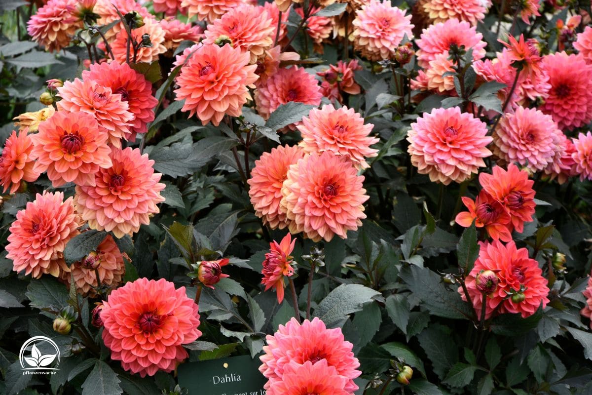 Dahlien Blütezeit Die Beste Blütezeit Für Farbfrohen Dahlien