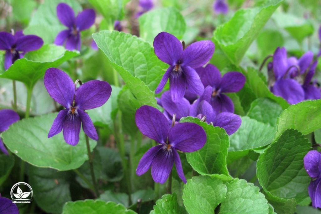Das Märzveilchen (Viola odorata)