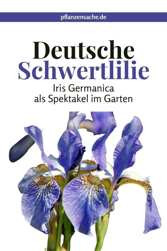 Deutsche Schwertlilie pin