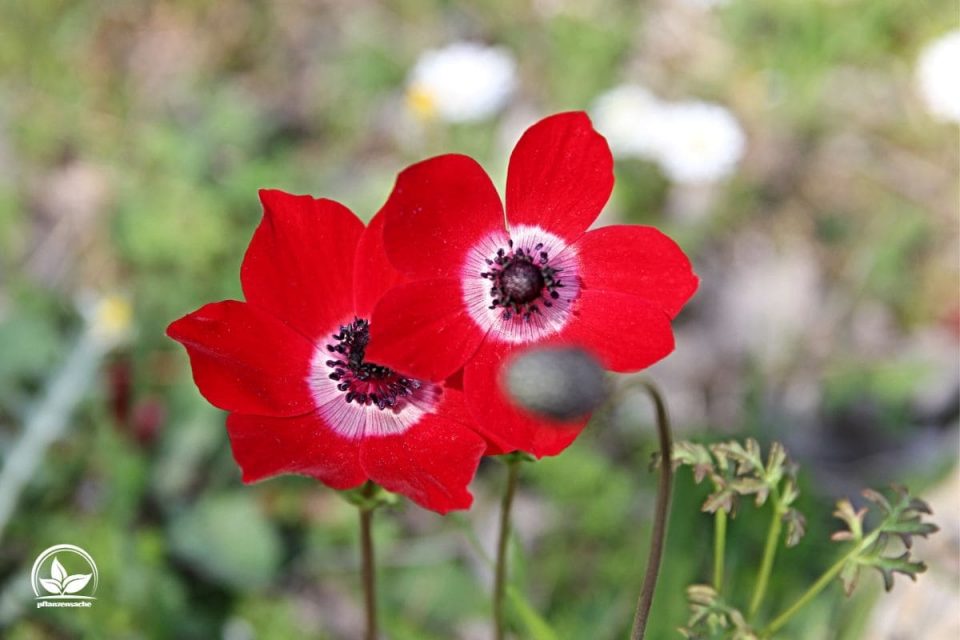 Die Sprache Der Blumen Welche Blume Steht Für Freundschaft?