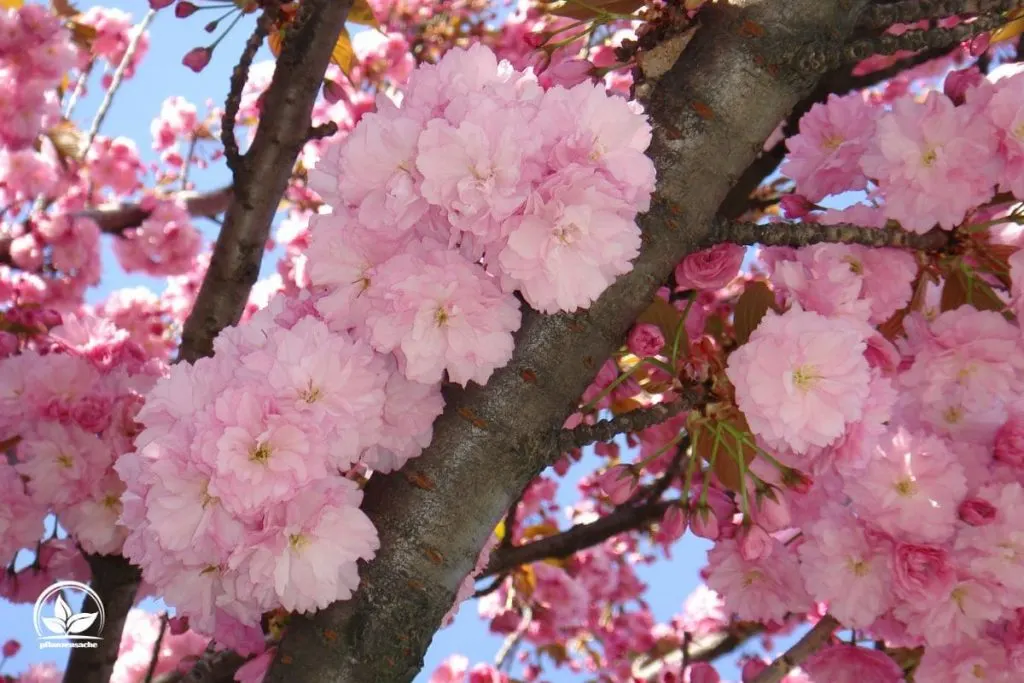 Die Japanische Blütenkirsche (Prunus serrulata Amanogawa)
