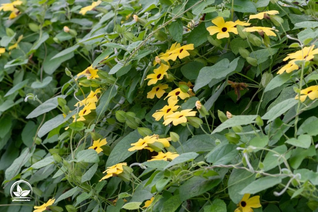 Schnellwachsende Kletterpflanze Sorten Mit Besten Pflegetipps