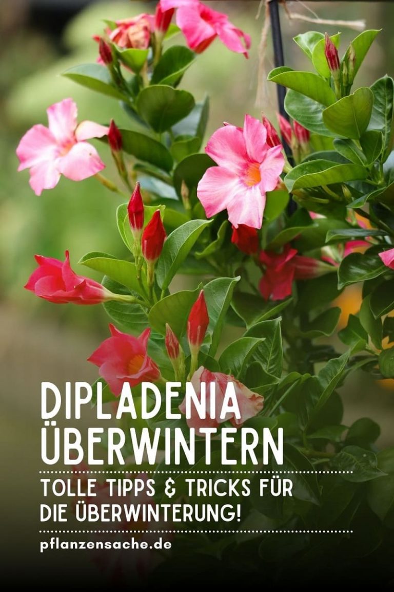 Kann Ich Die Dipladenia In Der Wohnung überwintern