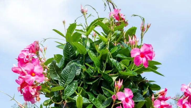 Dipladenia Überwintern: Tolle Tipps & Tricks Für Die Überwinterung!