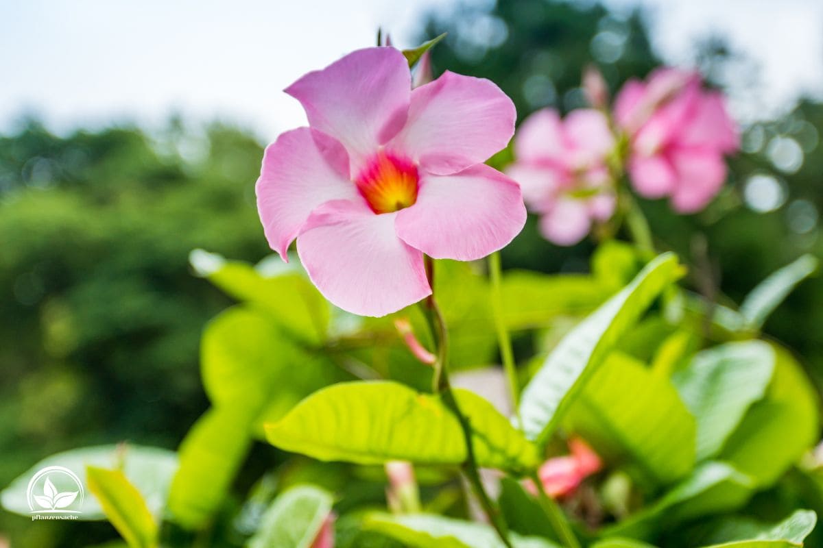 Dipladenia Überwintern Tolle Tipps & Tricks Für Die Überwinterung!