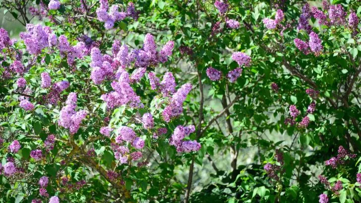 Fliederarten: Eindrucksvolle Und Duftende Flieder Sorten!