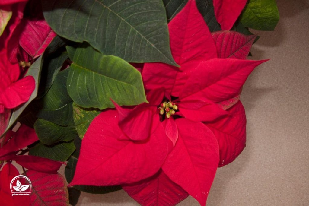 Geburtsblume Dezember_ Weihnachtsstern (Euphorbia pulcherrima)