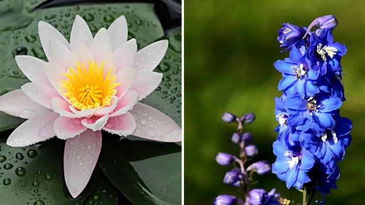 Geburtsblume Juli: Was Steckt Hinter Deinem Sternzeichen?