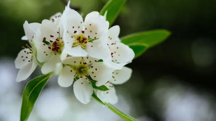 Hängende Wildbirne (Pyrus Salicifolia)