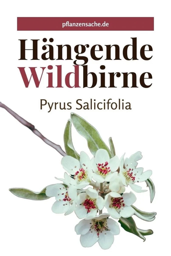 Hängende Wildbirne (Pyrus Salicifolia) pin