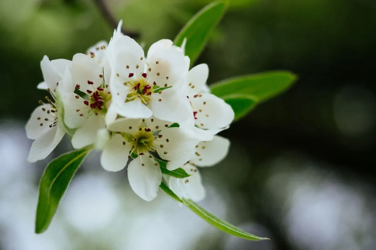 Hängende Wildbirne (Pyrus Salicifolia)