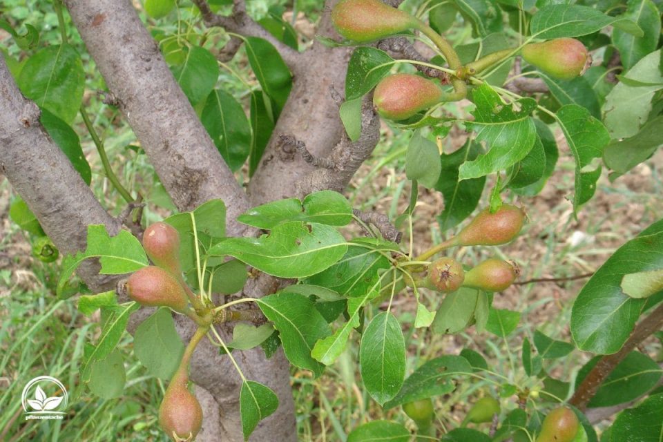 Hängende Wildbirne (Pyrus Salicifolia)