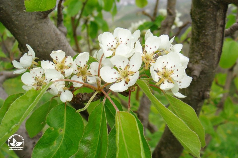 Hängende Wildbirne (Pyrus Salicifolia)