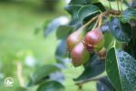 Hängende Wildbirne (Pyrus Salicifolia)