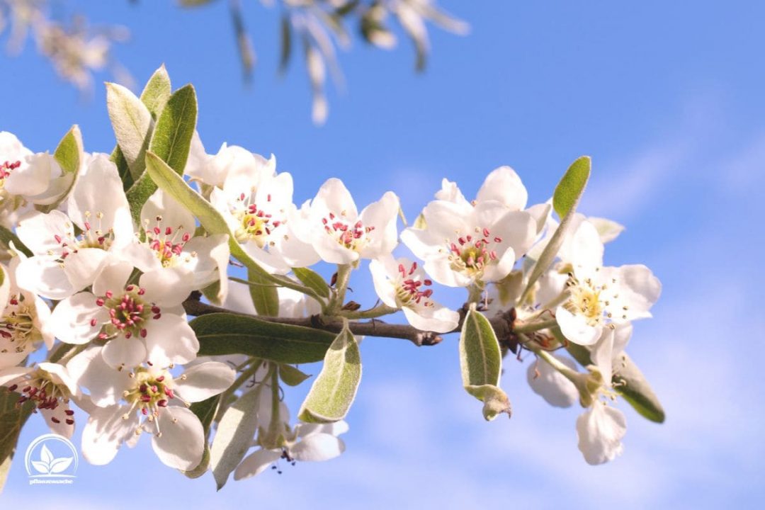 Hängende Wildbirne (Pyrus Salicifolia)
