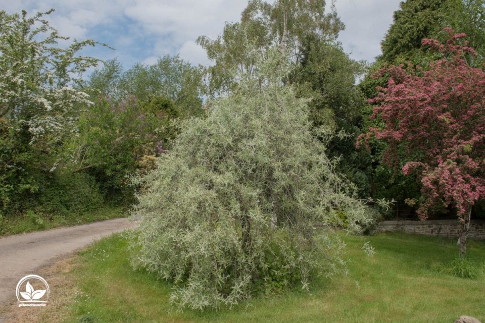 Hängende Wildbirne (Pyrus Salicifolia)