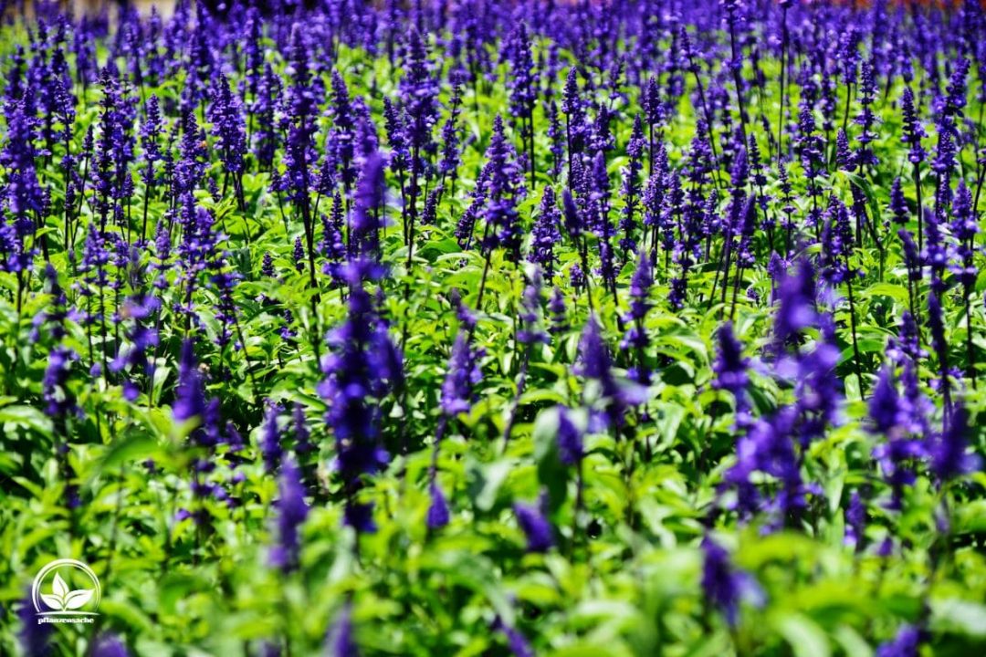 Mehliger Salbei (Salvia Farinacea) Sorte, Pflege, Vermehrung Und Co.!