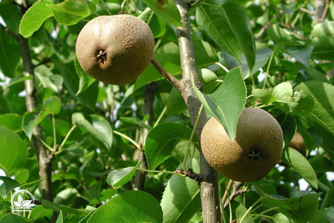 Hängende Wildbirne (Pyrus Salicifolia)