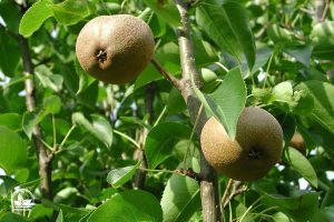 Hängende Wildbirne (Pyrus Salicifolia)