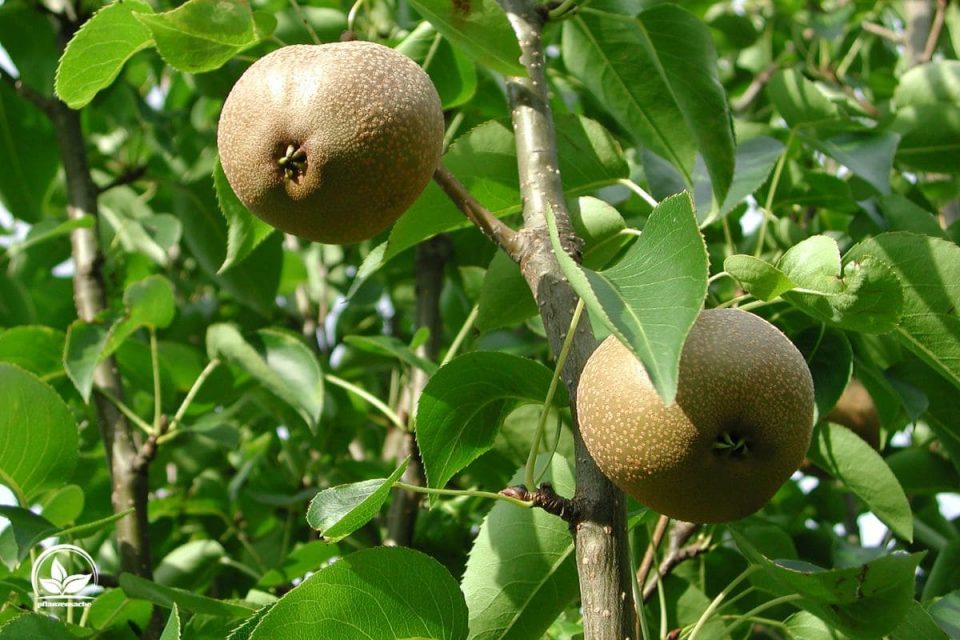 Hängende Wildbirne (Pyrus Salicifolia)