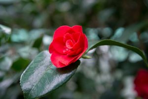 Kamelie Blütezeit & Die Besten Pflegetipps Für Üppige Blüte