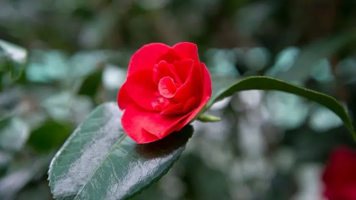 Kamelie Blütezeit & Die Besten Pflegetipps Für Üppige Blüte