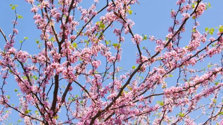 Kanadischer Judasbaum (Cercis Canadensis): Merkmale Und Pflegetipps!