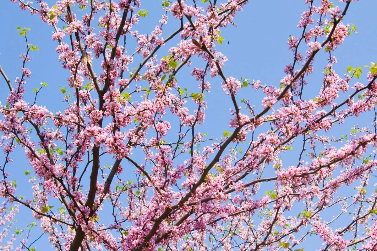 Kanadischer Judasbaum (Cercis Canadensis)_ Merkmale Und Pflegetipps!