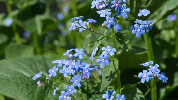 Kaukasus Vergissmeinnicht: Sorten Mit Tollen Pflegetipps