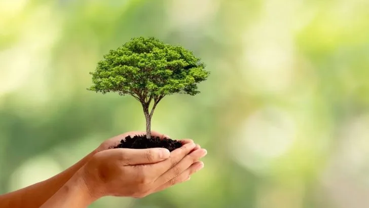 Kleine Bäume Bis 3m Die Ideal Für Kleine Gärten Sind