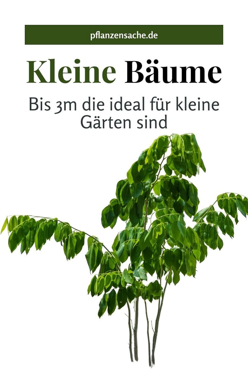 Kleine Bäume Bis 3m Die Ideal Für Kleine Gärten Sind