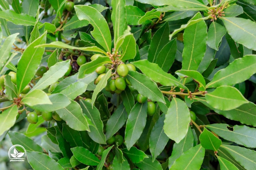 Mediterrane Pflanzen: Winterhart, Pflegeleicht Und Wunderschön ...