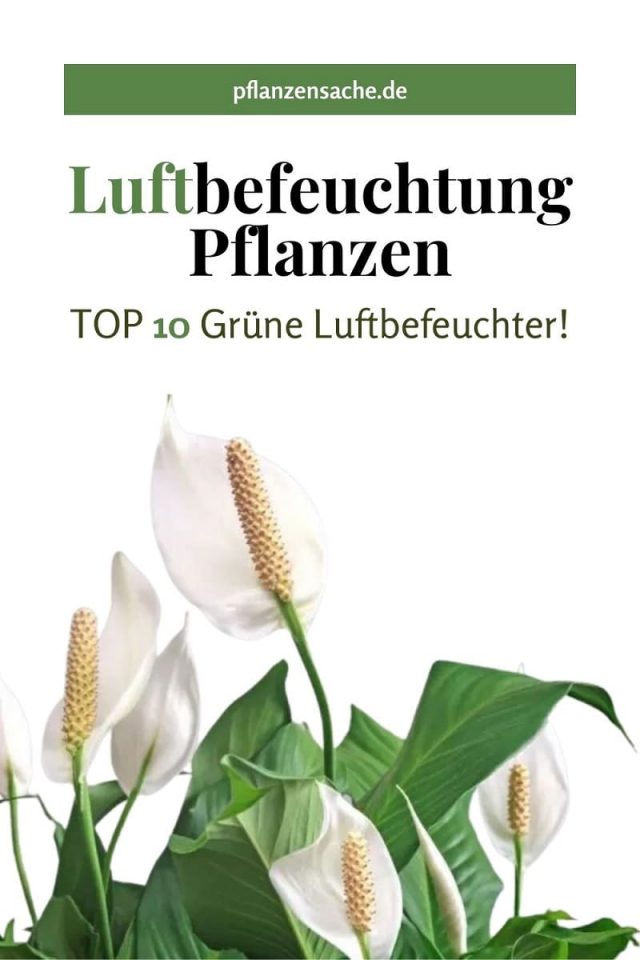 Hocheffektive Luftbefeuchtung Pflanzen TOP 10 Grüne Luftbefeuchter!
