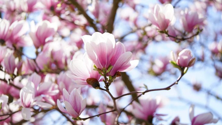 Magnolie Blütezeit: Wann Blühen Magnoliensorten?