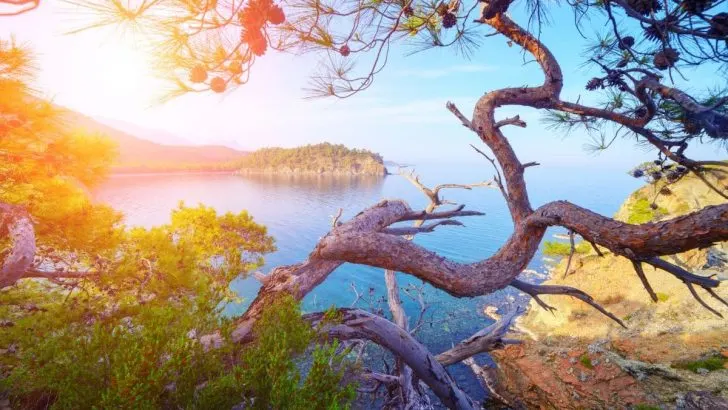 Mediterrane Bäume: Pflegeleichte Bäume Fürs Mediterrane Gefühl!