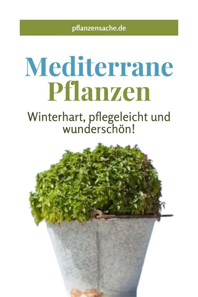 Mediterrane Pflanzen Winterhart pin