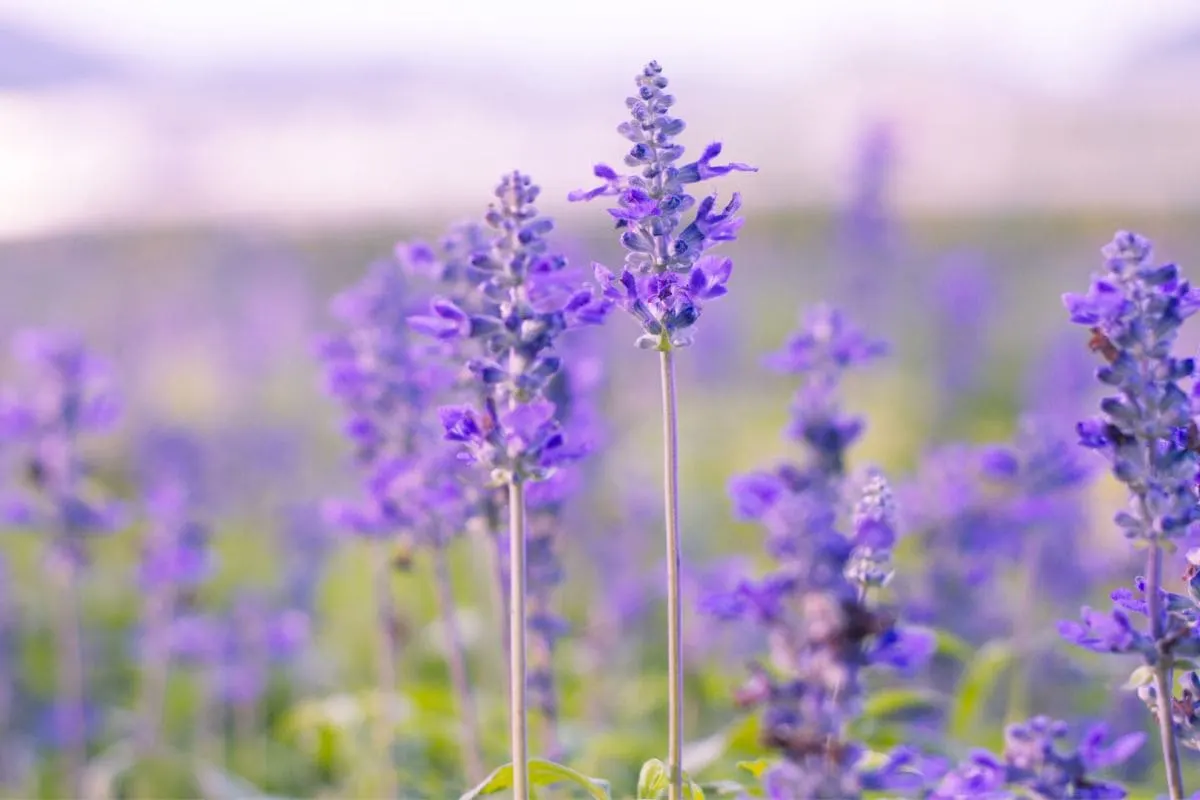 Mehliger Salbei (Salvia Farinacea)_ Sorte, Pflege, Vermehrung Und Co.!