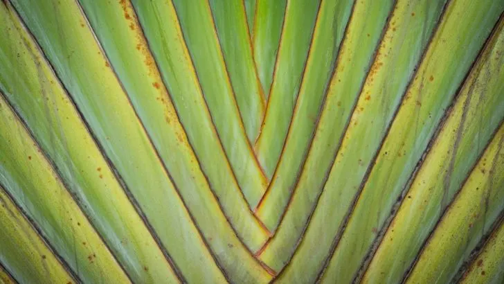 Mehrstämmiger Baum Als Echter Trend In Ihrem Garten
