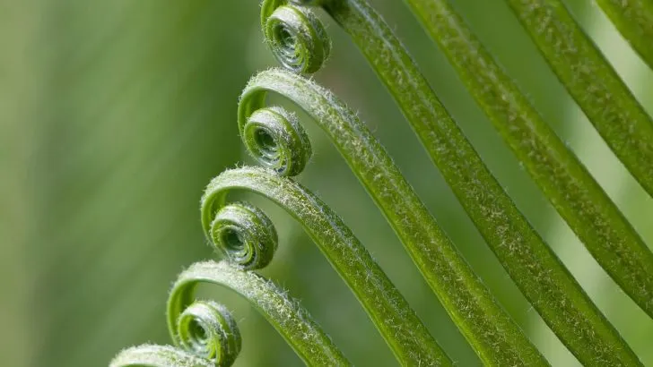 Pflanze Blätter Rollen Sich Ein: Ursachen Und Die Besten Lösungen!