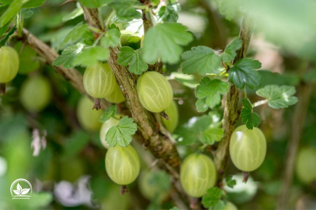 Stachelbeeren Pflanzen Pflegetipps & Sorten Pflanzensache
