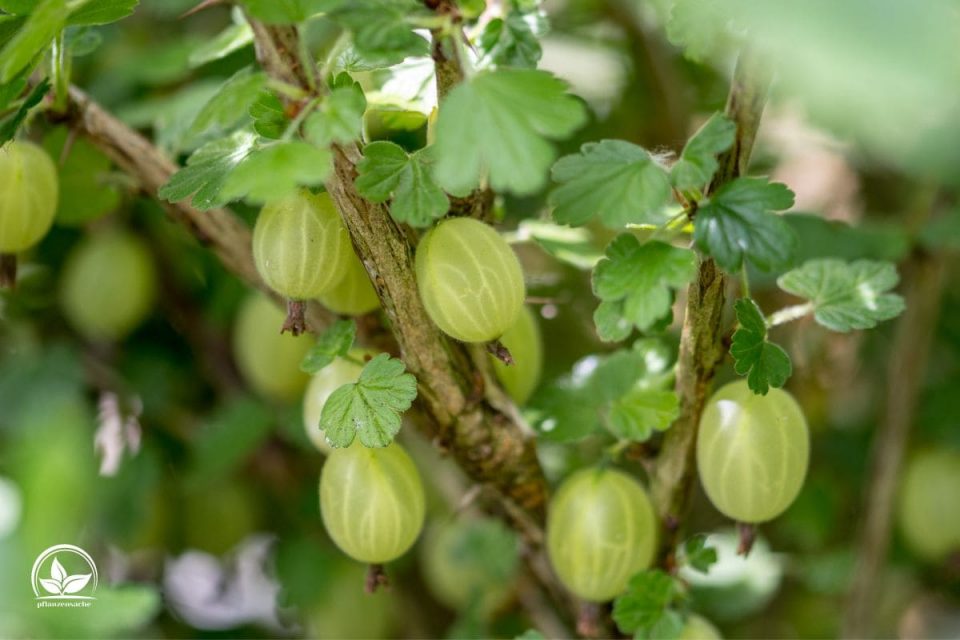Stachelbeeren Pflanzen Pflegetipps & Sorten Pflanzensache