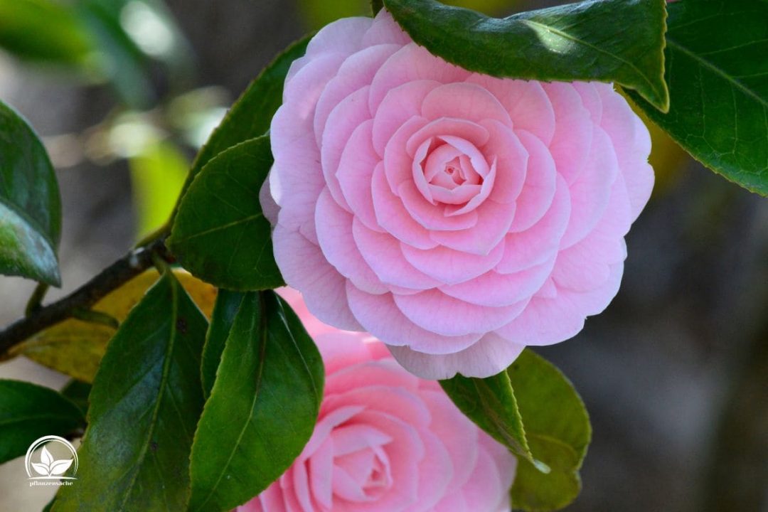 Kamelie Blütezeit & Die Besten Pflegetipps Für Üppige Blüte