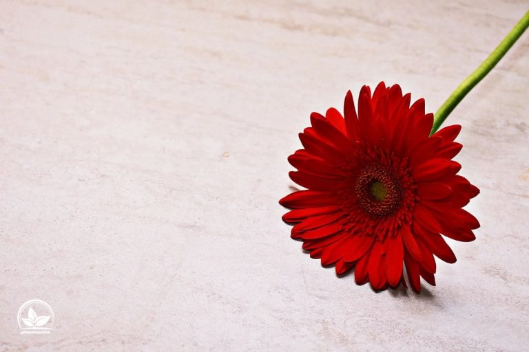 Blume Fur Freundschaft