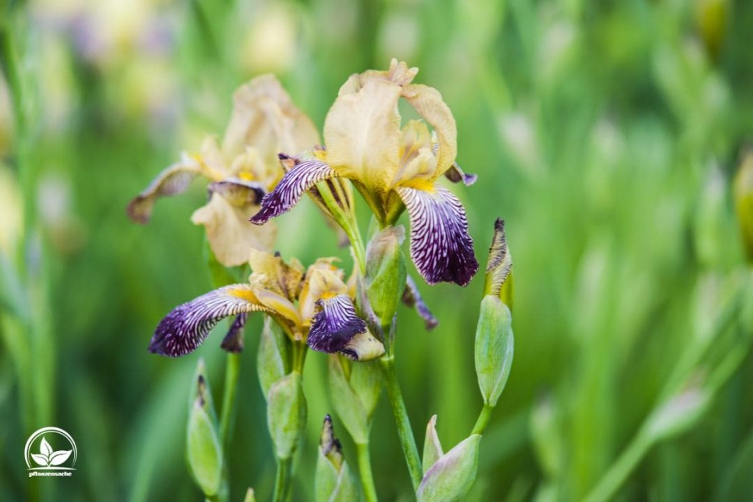 Deutsche Schwertlilie Iris Germanica Als Spektakel Im Garten