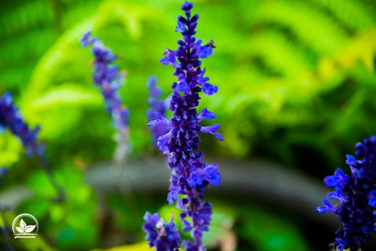 Mehliger Salbei (Salvia Farinacea) Sorte, Pflege, Vermehrung Und Co.!