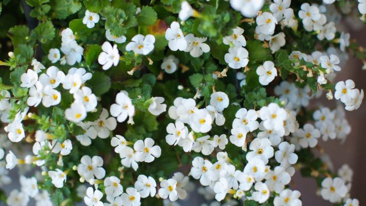 Schneeflockenblume: In Wenigen Schritten Zur Blütenschönheit