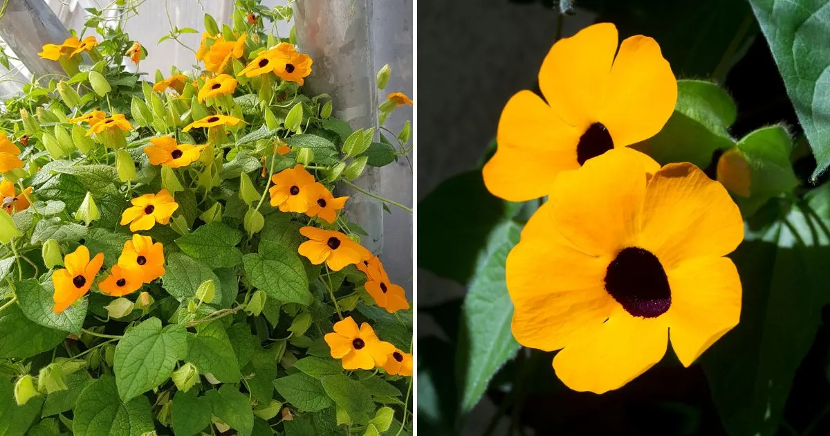 Schwarzäugige Susanne (Thunbergia Alata): Die Schöne Kletterpflanze