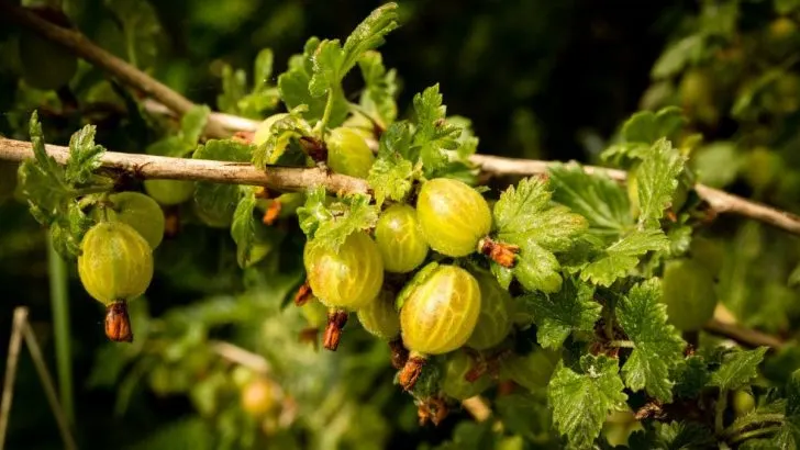 Stachelbeeren Pflanzen: Pflegetipps & Sorten